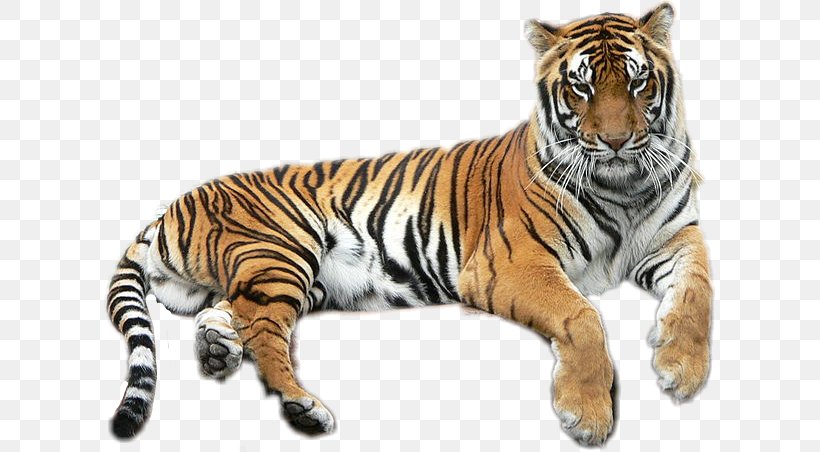 Bengal Tiger Golden Tiger Lion Liger Felidae, PNG, 611x452px, Bengal Tiger, Animal, Bengal, Big Cat, Big Cats Download Free