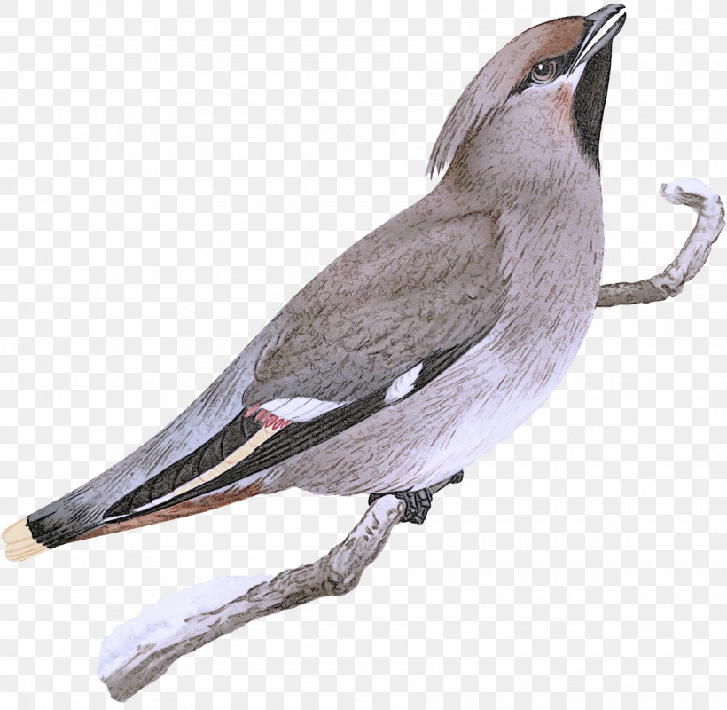 Bird Beak Waxwing Perching Bird, PNG, 1800x1758px, Bird, Beak, Perching Bird, Waxwing Download Free