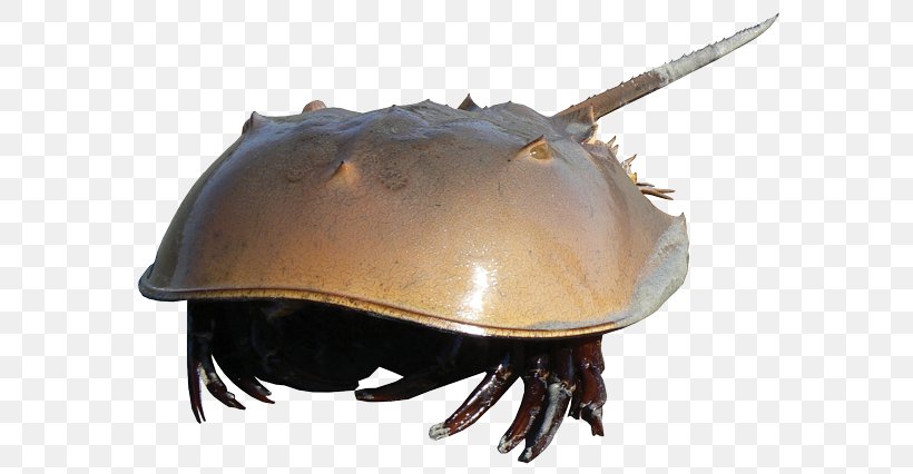 The Horseshoe Crab Decapods, PNG, 600x426px, Crab, Decapoda, Decapods, Dimension, Horseshoe Download Free