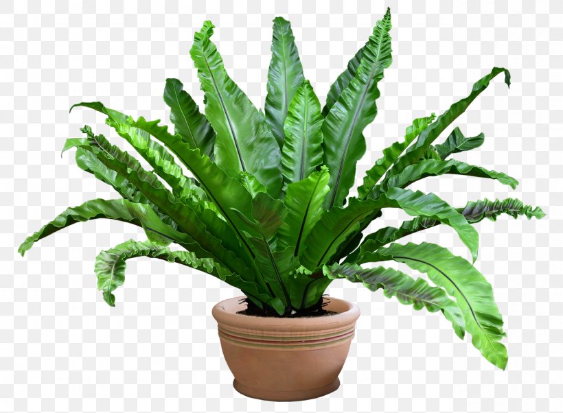 Grow Light Plant Flowerpot, PNG, 1280x940px, Light, Bonsai, Fern, Ferns And Horsetails, Flowerpot Download Free