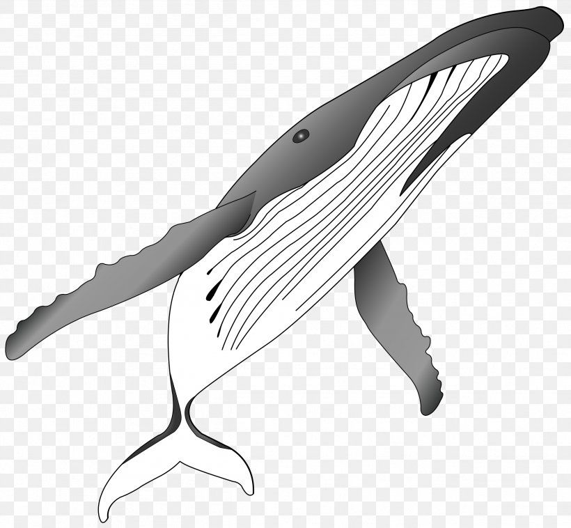 Humpback Whale Killer Whale Clip Art, PNG, 2529x2340px, Humpback Whale, Black And White, Blue Whale, Cartoon, Cetacean Surfacing Behaviour Download Free