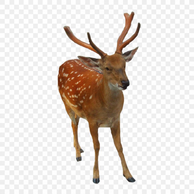 Reindeer Elk White-tailed Deer, PNG, 1000x1000px, Deer, Animal, Antler, Canola, Elk Download Free