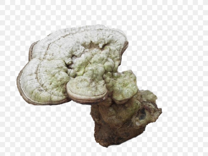 White Wild Ganoderma Lucidum, PNG, 853x640px, Lingzhi Mushroom, Ganoderma, Gratis, Mineral, Resource Download Free