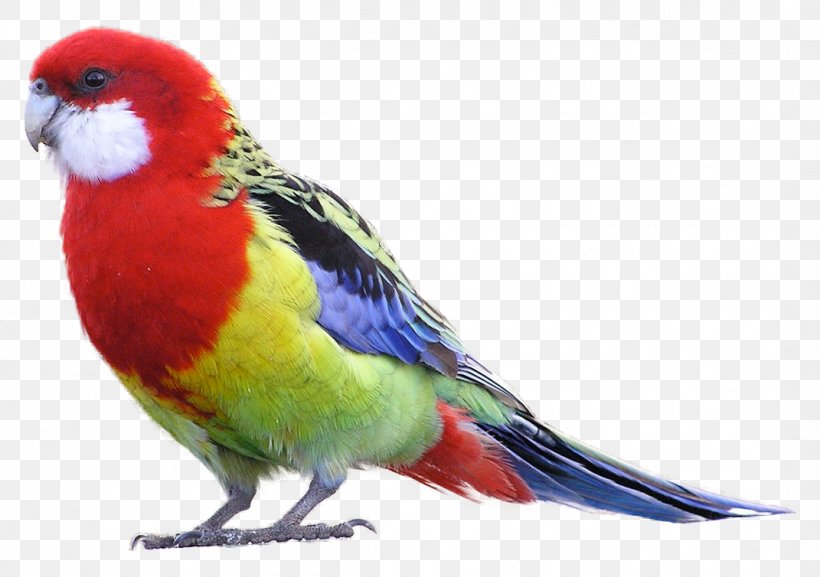 Bird Eastern Rosella Parrot Crimson Rosella Green Rosella, PNG, 1071x754px, Bird, Beak, Common Pet Parakeet, Crimson Rosella, Eastern Rosella Download Free
