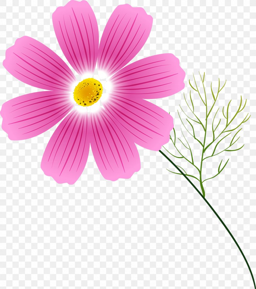 Cosmos Flower Annual Plant Clip Art, PNG, 1060x1200px, Cosmos, Album, Annual Plant, Argyranthemum Frutescens, Author Download Free