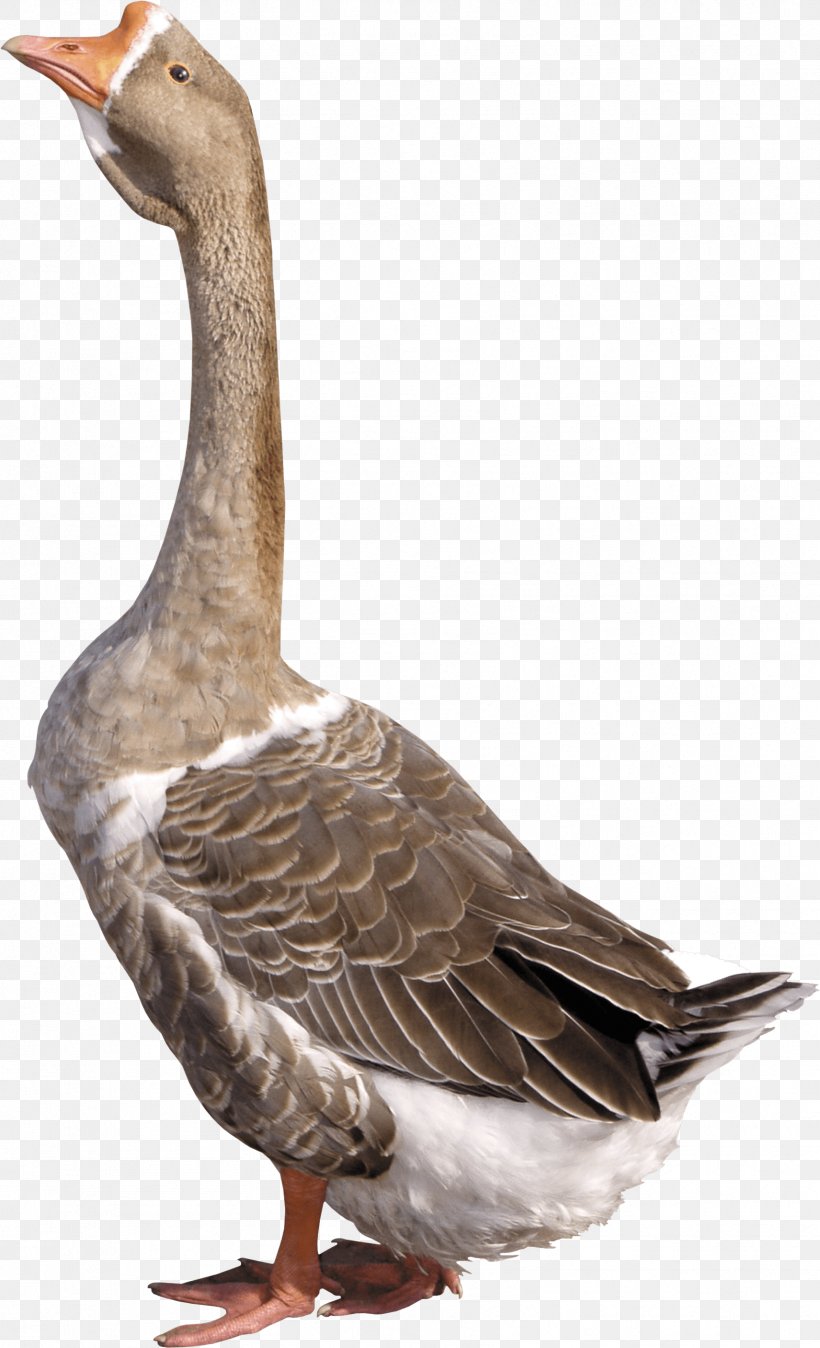 Goose Duck Clip Art, PNG, 1712x2816px, Greylag Goose, Anser, Archive File, Beak, Bird Download Free