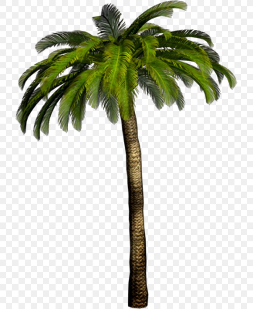 Palm Trees Clip Art Image Desktop Wallpaper, PNG, 720x1000px, Palm Trees, Arecales, Attalea Speciosa, Borassus Flabellifer, Coconut Download Free