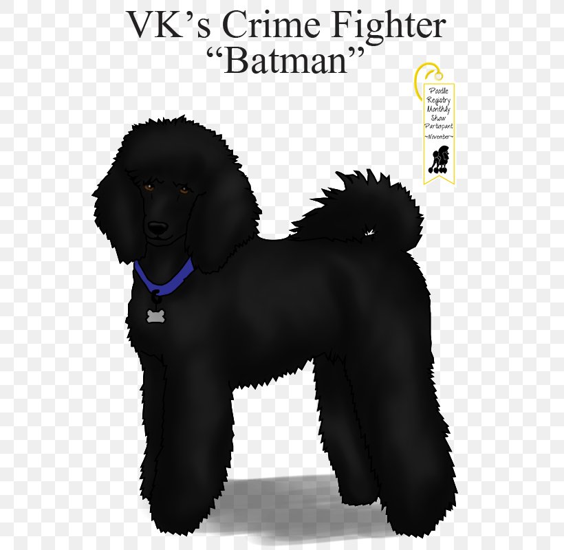 Standard Poodle Barbet Miniature Poodle Portuguese Water Dog Irish Water Spaniel, PNG, 671x800px, Standard Poodle, American Water Spaniel, Barbet, Black, Breed Download Free