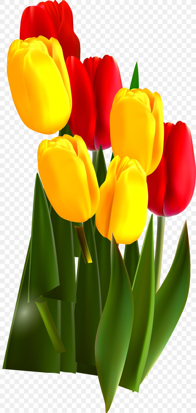 Tulip Mania Flower, PNG, 1300x2729px, Tulip, Cut Flowers, Floral Design, Floristry, Flower Download Free