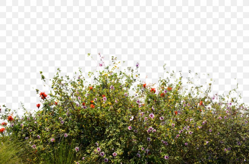Wildflower Desktop Wallpaper, PNG, 1600x1060px, Wildflower, Blossom, Deviantart, Editing, Flora Download Free