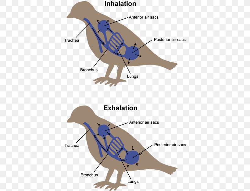Bird Respiration Respiratory System Vertebrate Breathing, PNG, 400x627px, Bird, Anatomy, Animal, Art, Beak Download Free