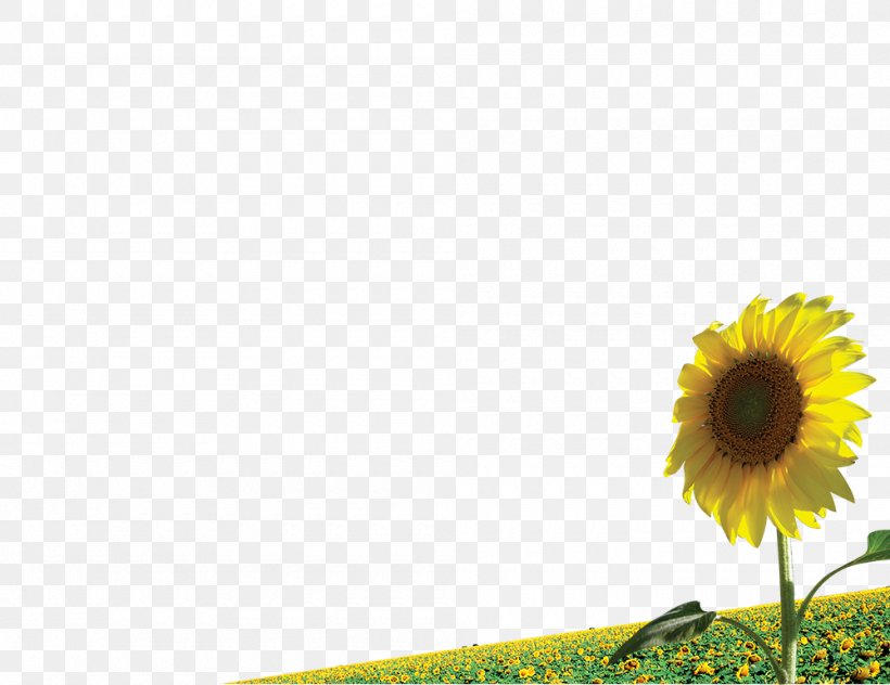 Common Sunflower Illustration, PNG, 1000x771px, Common Sunflower, Art, Cdr, Daisy Family, Floral Design Download Free