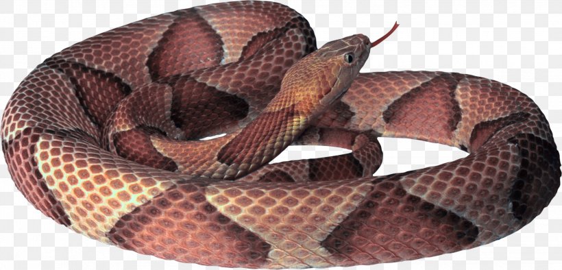 Snake Desktop Wallpaper Clip Art, PNG, 2264x1089px, Snake, Boa Constrictor, Boas, Cobra, Colubridae Download Free
