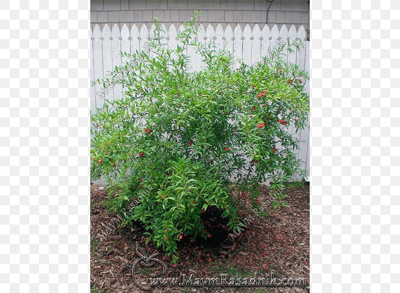 Tree Subshrub Herb Houseplant, PNG, 800x600px, Tree, Evergreen, Grass, Herb, Houseplant Download Free