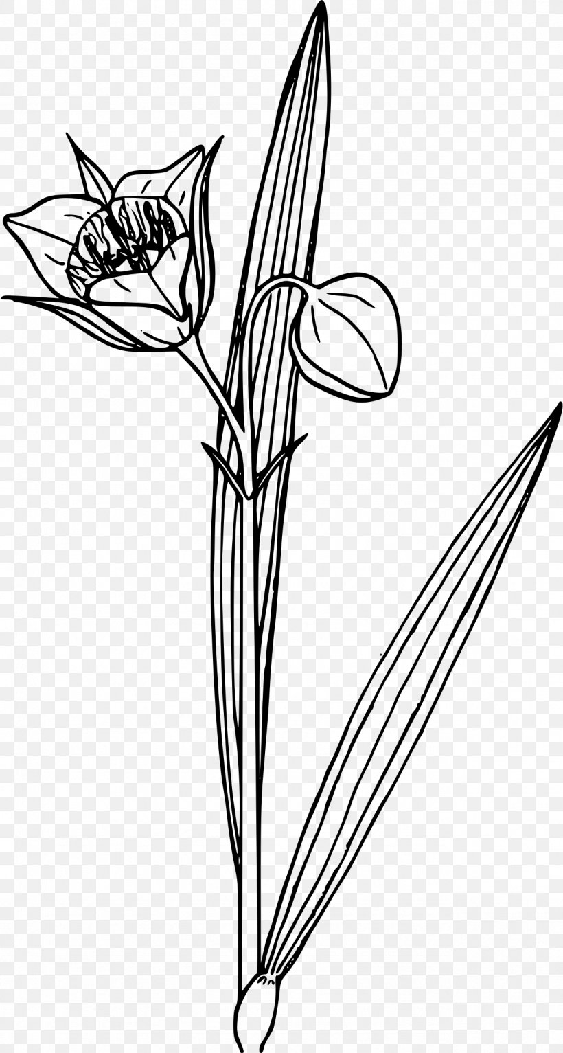 Drawing Photography, PNG, 1283x2400px, Drawing, Artwork, Black And White, Branch, Flora Download Free