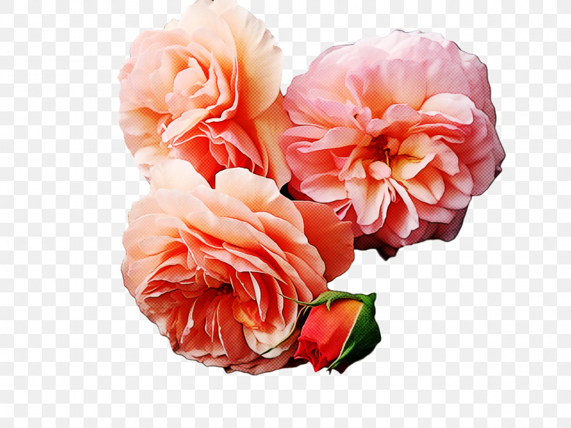 Floral Design, PNG, 1280x960px, Floral Design, Artificial Flower, Begonia, Cabbage Rose, Carnation Download Free