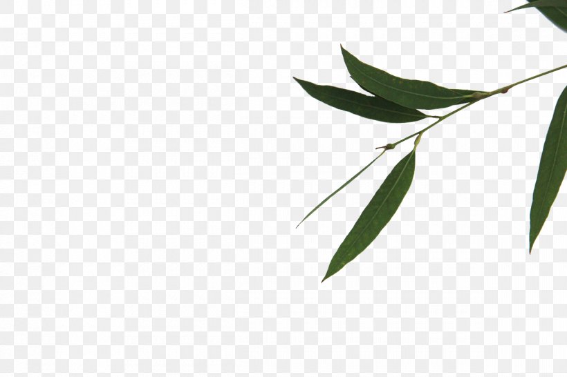 Green Leaf Bamboe Gratis, PNG, 1200x800px, Green, Bamboe, Bamboo, Branch, Designer Download Free