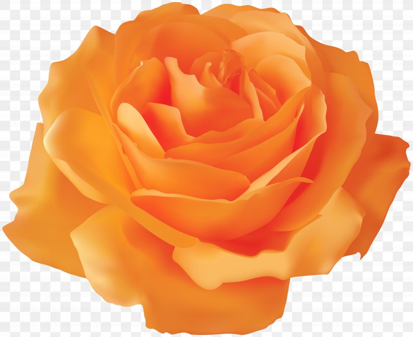 Blue Rose Clip Art, PNG, 8000x6539px, Rose, Blue Rose, Bud, Cut Flowers, Floribunda Download Free