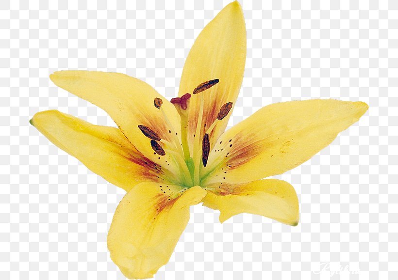 Lilium Yellow Flower Clip Art, PNG, 700x578px, Lilium, Color, Cut Flowers, Daylily, Flower Download Free