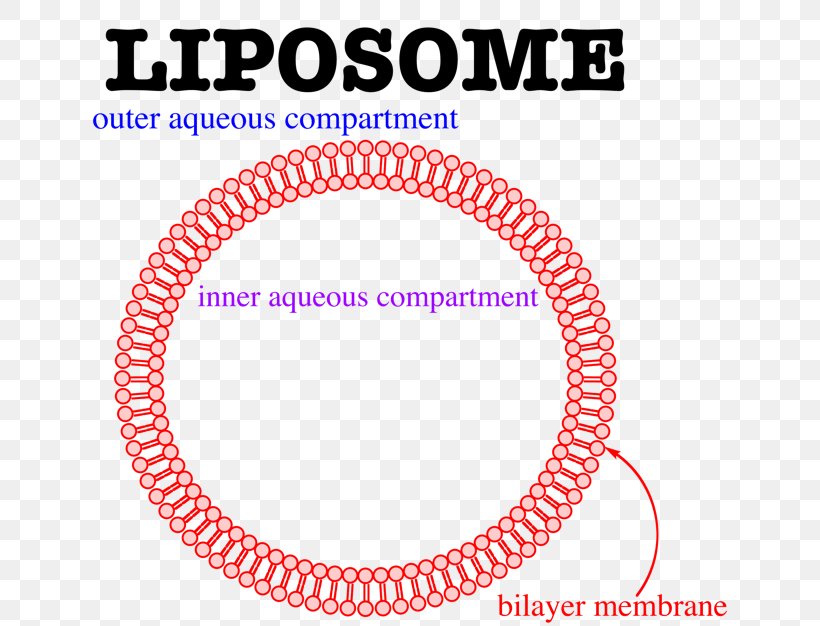 Liposome Lipid Bilayer Membrane Lipids Cell Membrane, PNG, 642x626px, Liposome, Area, Biochemistry, Biological Membrane, Body Jewelry Download Free