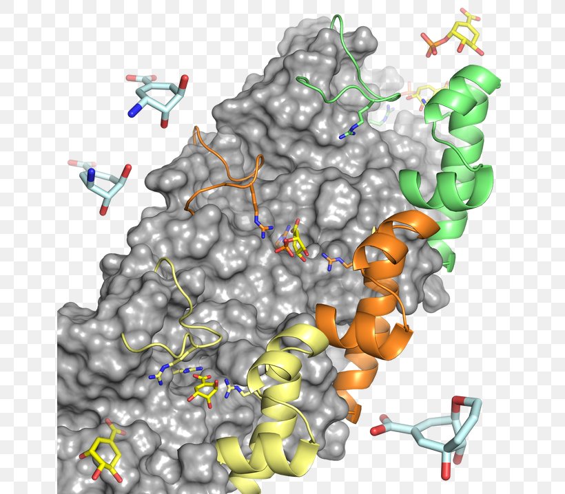 3-dehydroquinate Dehydratase Web Page World Wide Web University Of Santiago De Compostela Home Page, PNG, 654x718px, Web Page, Home Page, Map, Molecular Modelling, Organism Download Free