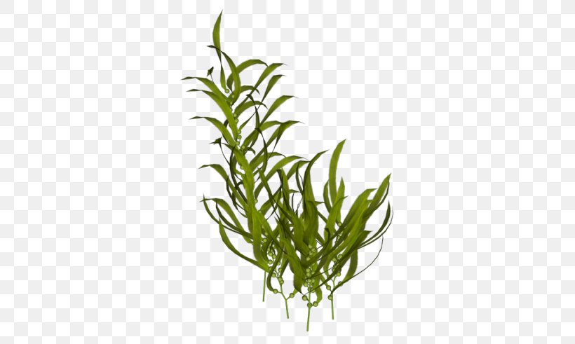 Algae Seaweed Aquatic Plants, PNG, 334x491px, Algae, Aquarium Decor, Aquatic Plants, Bit, Commodity Download Free