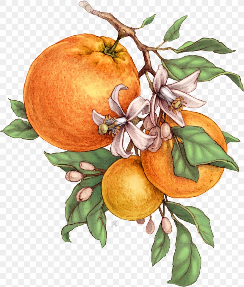 Bitter Orange Tangerine Mandarin Orange Grapefruit Botanical Illustration, PNG, 1000x1179px, Bitter Orange, Apple, Art, Botanical Illustration, Botany Download Free
