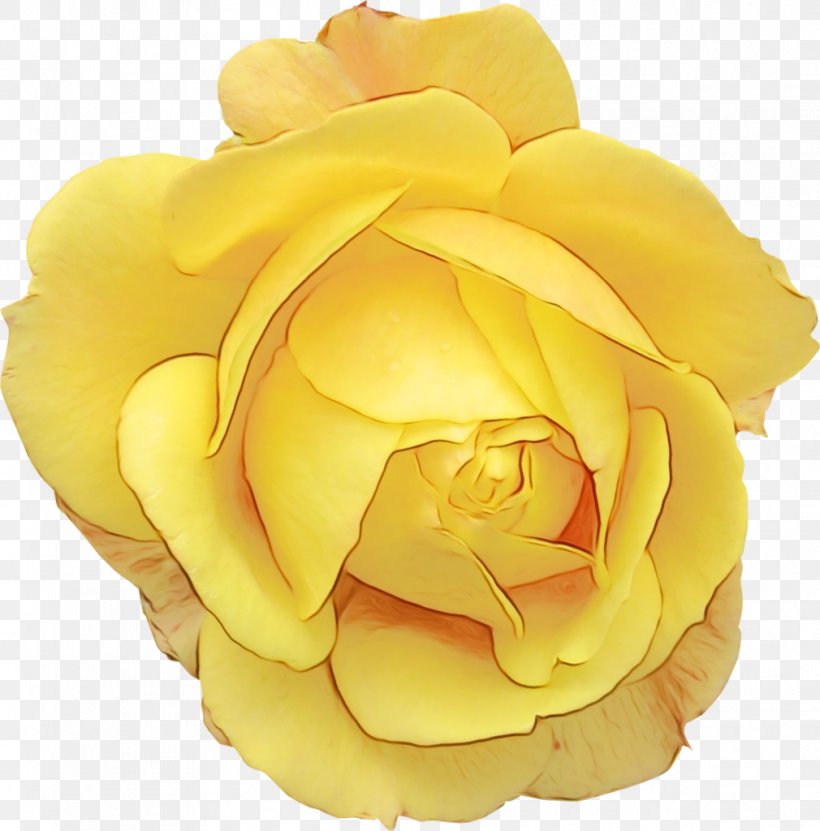 Garden Roses Cabbage Rose Floribunda Cut Flowers Yellow, PNG, 1010x1024px, Garden Roses, Austrian Briar, Cabbage Rose, Cut Flowers, Floribunda Download Free