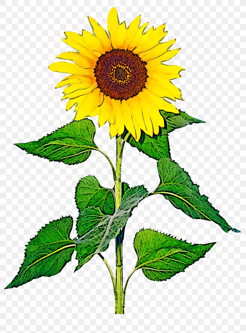 Sunflower, PNG, 1000x1350px, Flower, Annual Plant, Asterales, Daisy Family, Plant Download Free