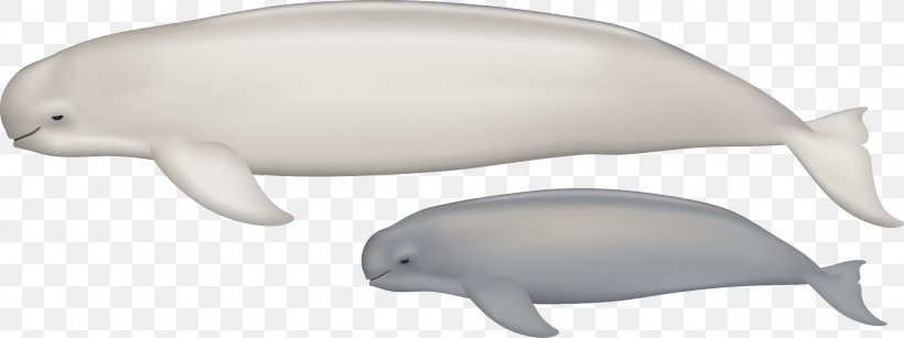 Tucuxi Common Bottlenose Dolphin Porpoise Fauna Marine Biology, PNG, 1947x731px, Tucuxi, Animal, Animal Figure, Biology, Bottlenose Dolphin Download Free