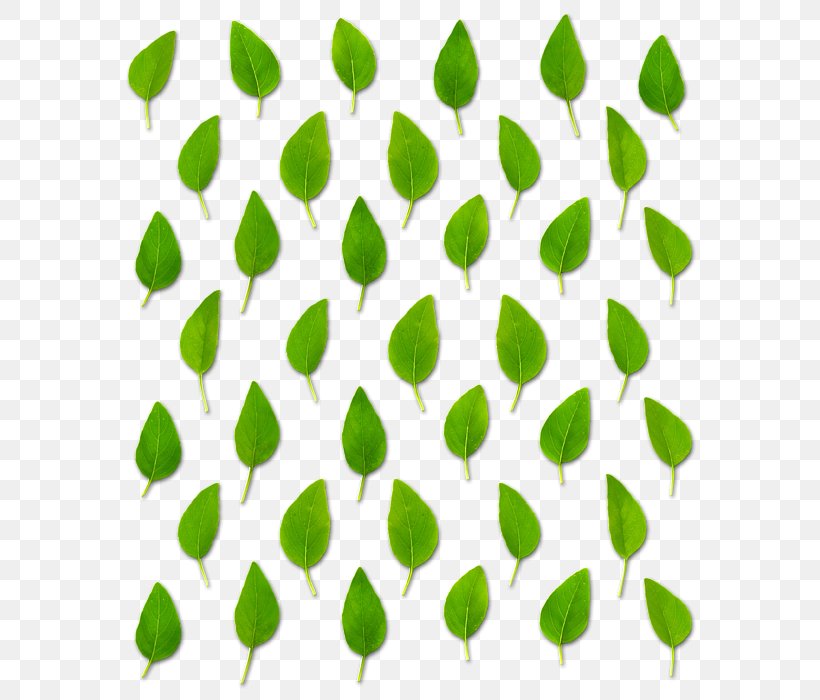 Leaf Plant Stem Petal Line Font, PNG, 582x700px, Leaf, Grass, Green, Petal, Plant Download Free