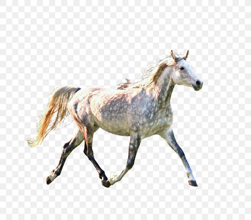 Mustang Mercedes-Benz Car Pony, PNG, 757x720px, Mustang, Animal Figure, Avatar, Car, Foal Download Free