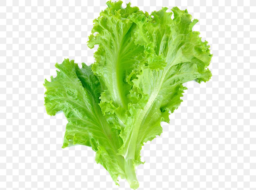 Romaine Lettuce Leaf Vegetable Salad Leaf Lettuce, PNG, 546x607px, Romaine Lettuce, Arugula, Collard Greens, Endive, Food Download Free