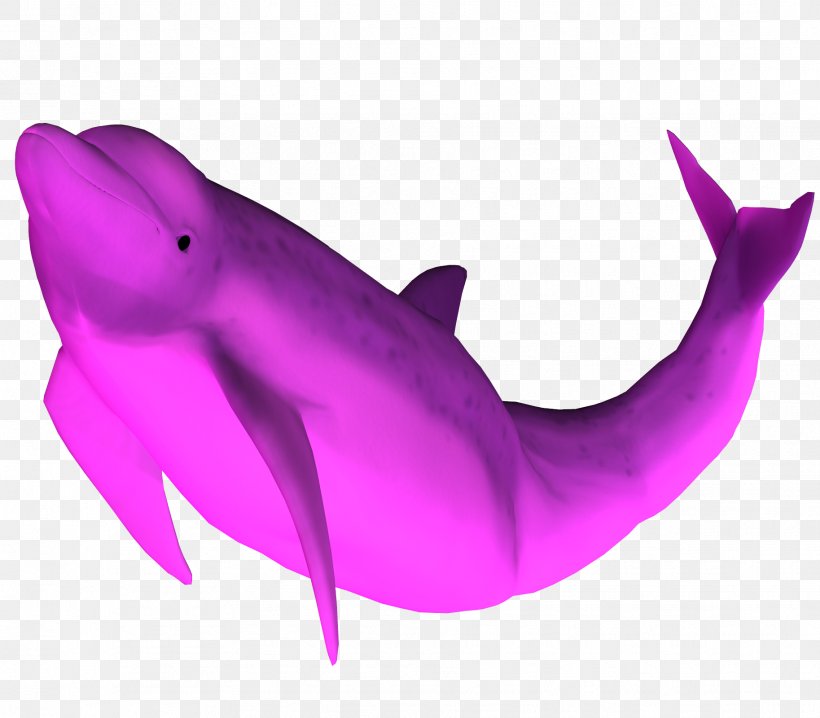 Amazon River Dolphin Pink Dolphin Clothing Desktop Wallpaper Wallpaper Png 17x1600px Dolphin Amazon River Dolphin