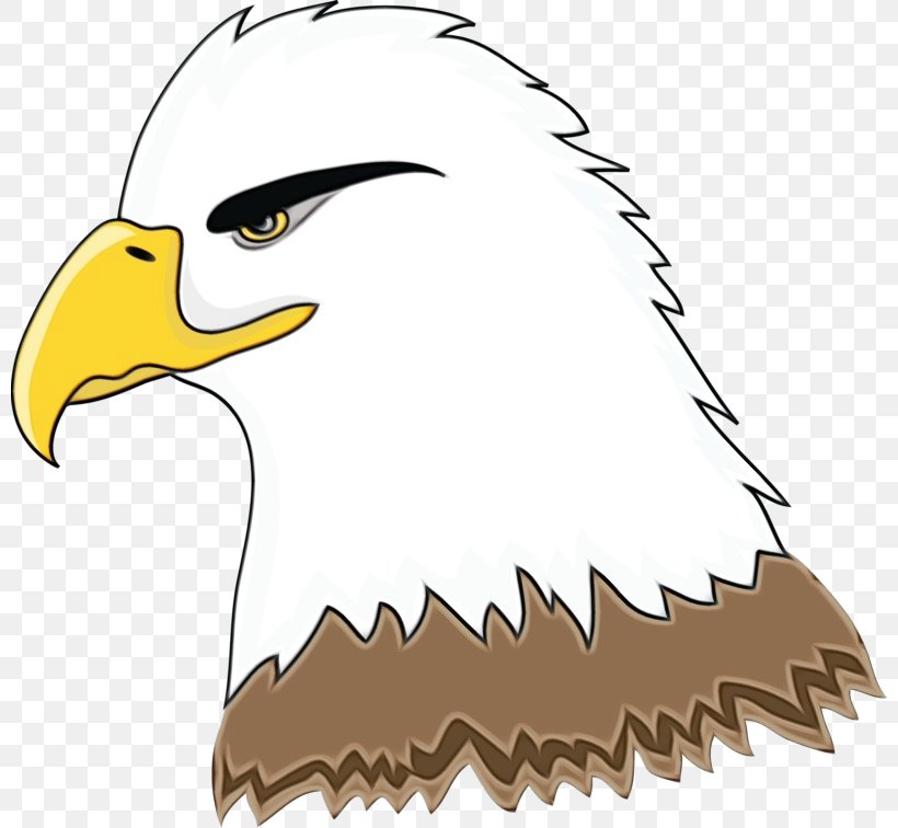 Bald Eagle Eagle Bird Beak Bird Of Prey, PNG, 800x756px, Watercolor, Accipitridae, Bald Eagle, Beak, Bird Download Free