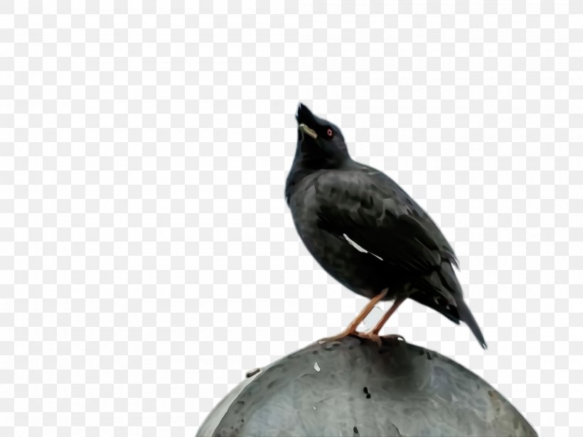 Bird Beak Blackbird Crow Raven, PNG, 2000x1500px, Watercolor, Beak, Bird, Blackbird, Crow Download Free