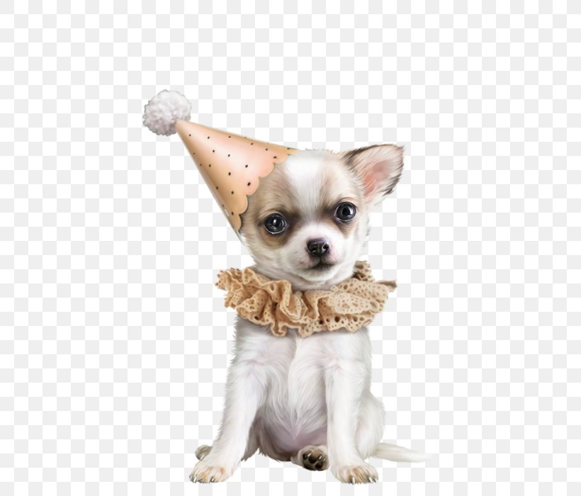 Chihuahua Dog Breed Clip Art, PNG, 441x700px, Chihuahua, Animal, Carnivoran, Companion Dog, Dog Download Free