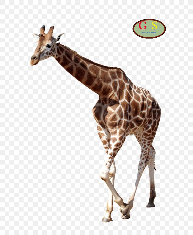 Guitar Chord Northern Giraffe Giraffidae Gitarren-Studio Neustadt, PNG, 800x1000px, Guitar, Animal, Blues, Fauna, Giraffe Download Free