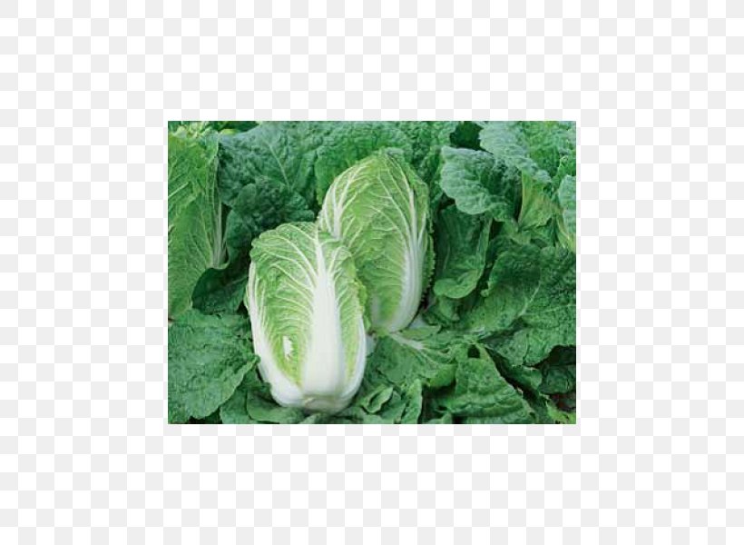 Napa Cabbage Price Seed Cauliflower Cultivar, PNG, 450x600px, Napa Cabbage, Artikel, Brassica Oleracea, Cabbage, Cabbages Download Free
