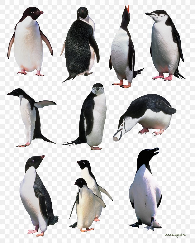Penguins Image, PNG, 1919x2385px, Penguin, Beak, Bird, Fauna, Flightless Bird Download Free
