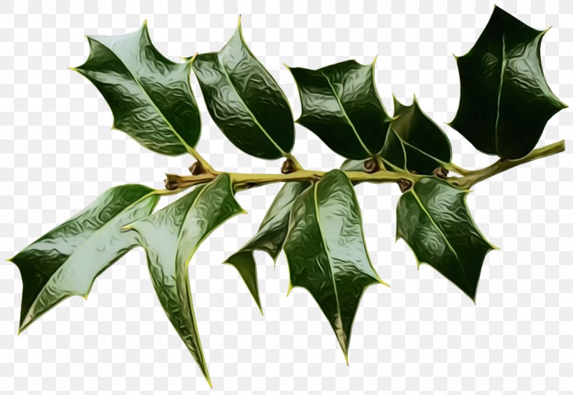 Holly, PNG, 1300x898px, Holly, American Holly, Christmas, Flower, Leaf Download Free