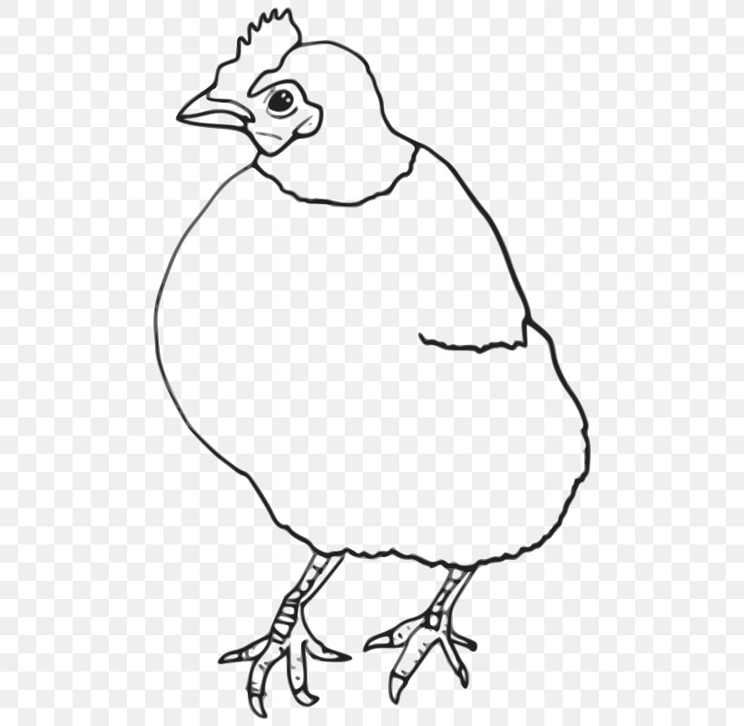 Chicken Clip Art Drawing Vector Graphics Image, PNG, 498x800px, Chicken, Art, Beak, Bird, Black And White Download Free
