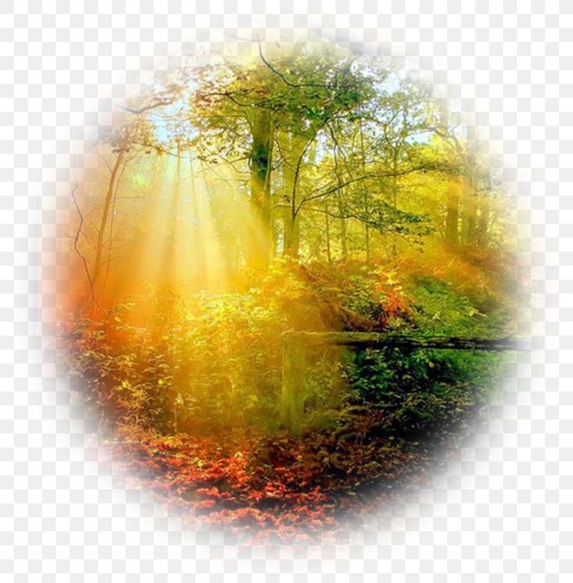 Forest Autumn Tree Desktop Wallpaper, PNG, 800x834px, Forest, Autumn, Grass, Image Hosting Service, Landscape Download Free