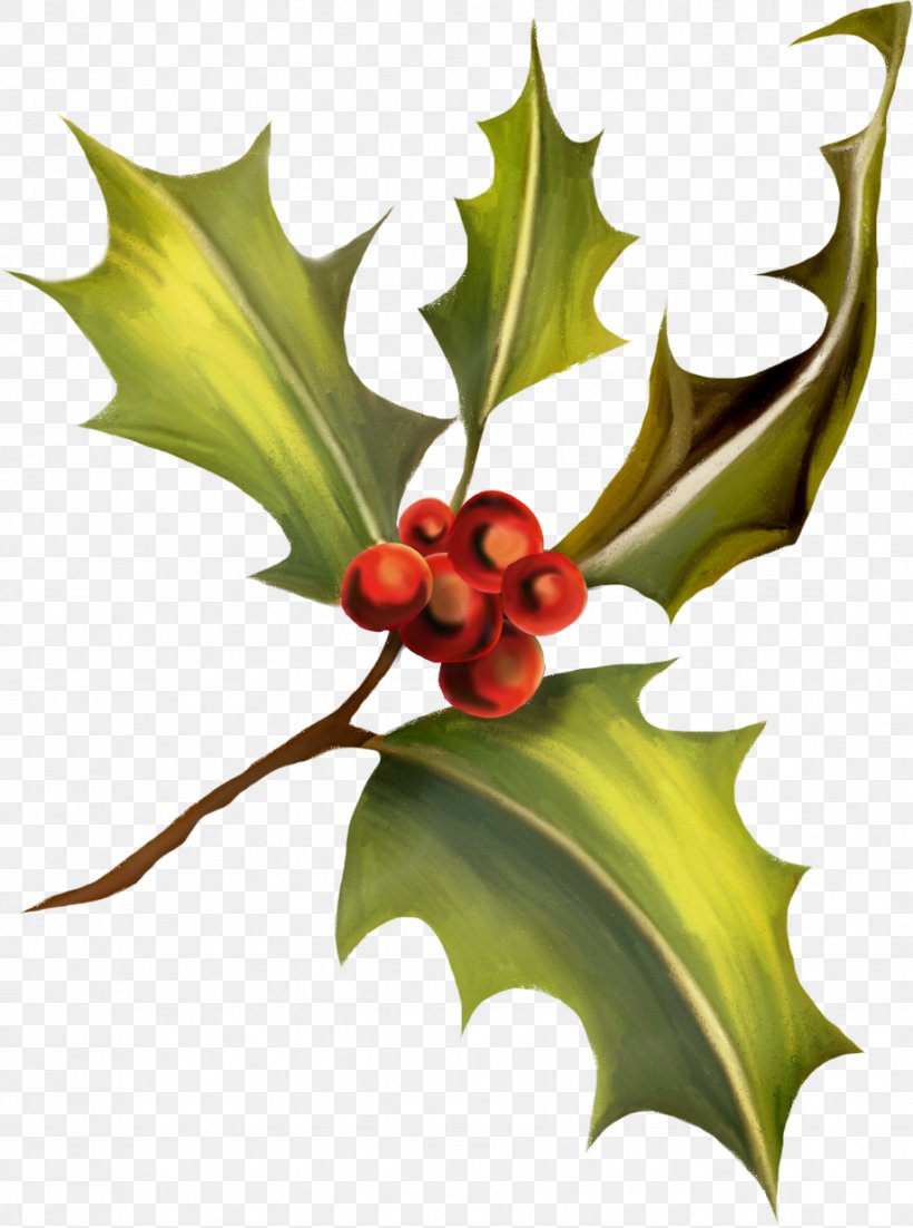 Ilex Crenata Clip Art, PNG, 919x1236px, Ilex Crenata, Aquifoliaceae, Aquifoliales, Christmas, Christmas Plants Download Free