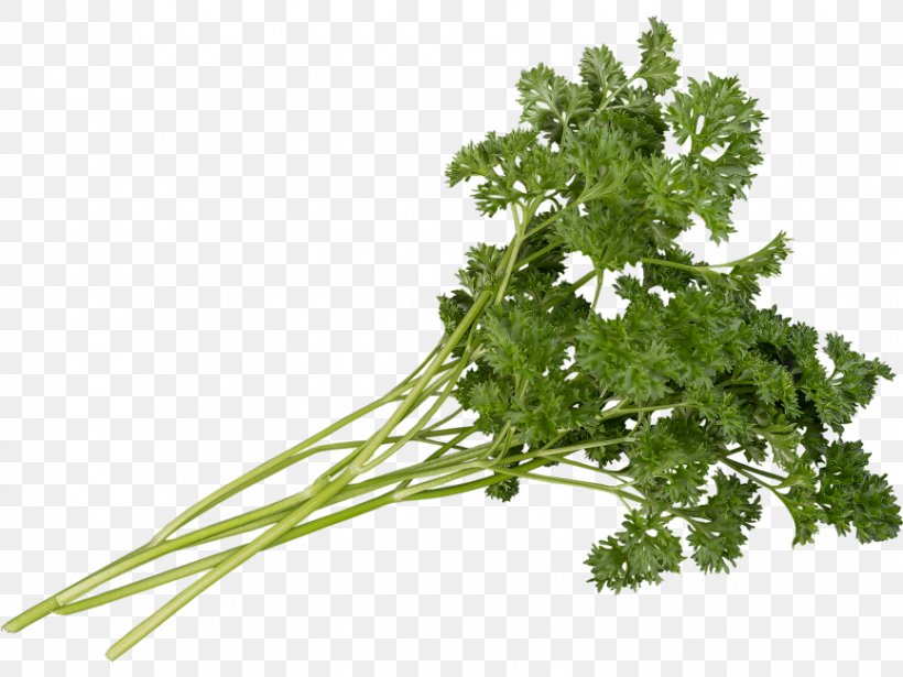Parsley Coriander Pancake Transparency, PNG, 866x650px, Parsley, Blueberry, Coriander, Flowerpot, Food Download Free