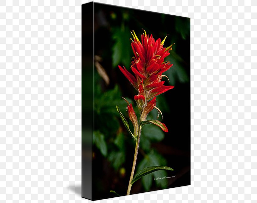 Wyoming Indian Paintbrush Wildflower Painting, PNG, 406x650px, Wyoming, Art, Castilleja, Flora, Flower Download Free