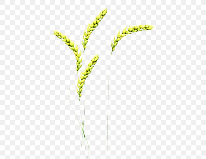 Grasses Plant Stem Leaf Grain, PNG, 479x634px, Grasses, Botany, Elymus Repens, Flower, Flowering Plant Download Free