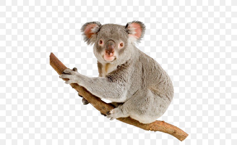 Koala Australia Bear Stock Photography Wildlife, PNG, 500x500px, Koala, Australia, Bear, Fauna, Fotolia Download Free