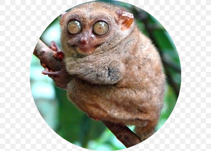 Funny Looking Monkey Pictures