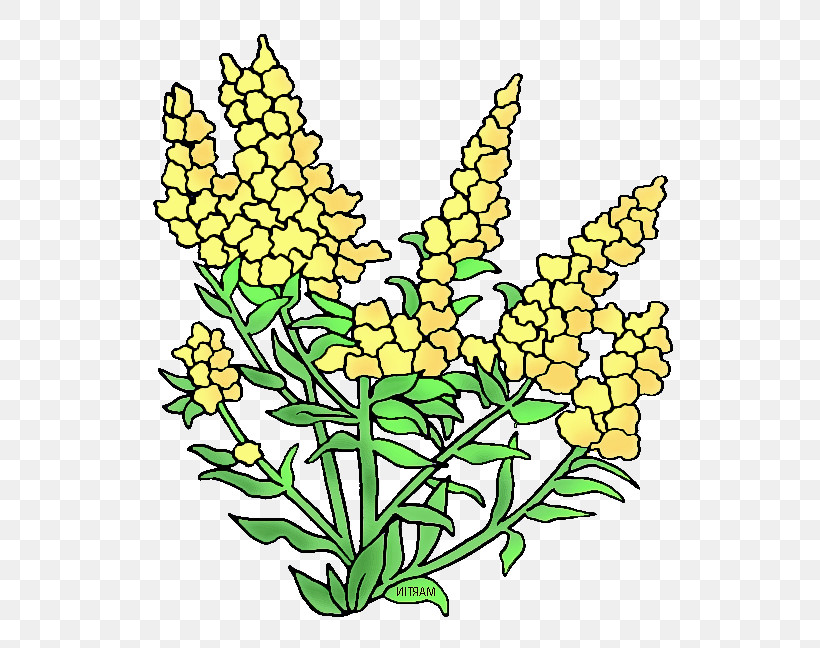 Flower Plant Yellow Cut Flowers Pedicel, PNG, 578x648px, Flower, Cut Flowers, Herbaceous Plant, Pedicel, Plant Download Free